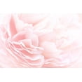 thumbnail image 2 of PhotoINC Studio 14x11 Black Ornate Wood Framed with Double Matting Museum Art Print Titled - Rose 2, 2 of 4