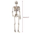 thumbnail image 4 of 36cm Lifelike Human Bones Halloween Skull Skeleton Decoration Anatomical Anatomy Model Scary Props, 4 of 5