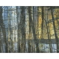 thumbnail image 2 of Haynes, Smith 14x12 White Modern Wood Framed Museum Art Print Titled - Sunshine Through The Limbs 1, 2 of 4