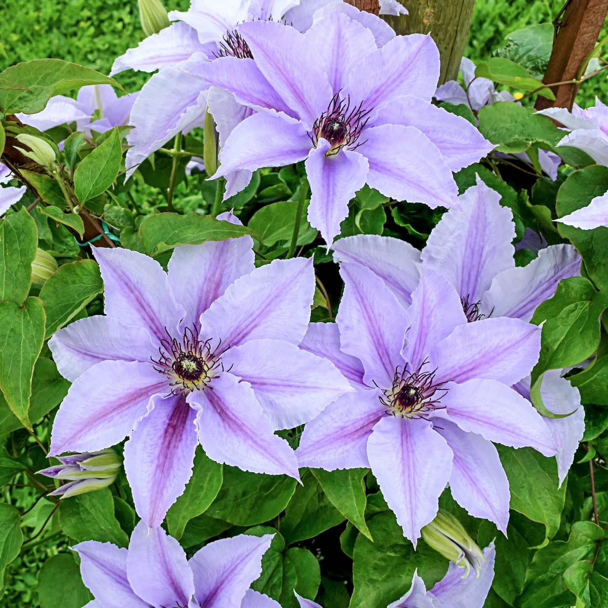 Deborah Dahl Vancouver Series Clematis 4 In. Potted Flowering Perennial Vine (1-Pack)