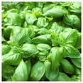 thumbnail image 3 of Everwilde Farms - 1000 Sweet Basil Herb Seeds - Gold Vault Jumbo Bulk Seed Packet, 3 of 4
