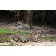 thumbnail image 2 of Pitamitz, Sergio 14x11 Gold Ornate Wood Framed with Double Matting Museum Art Print Titled - A pair of mating jaguars-Panthera onca-resting on the beach, 2 of 4