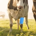 thumbnail image 4 of 2 Rouleaux de Bandages Enveloppants pour Blessures Sportives Élasticité Bandages Vache Bandages Auto-Adhésifs, 4 of 5