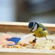 thumbnail image 4 of Dispositivo de rehidratación para chupete de aves destetadas, gotero para lactancia de aves, alimentación de palomas, 4 of 5