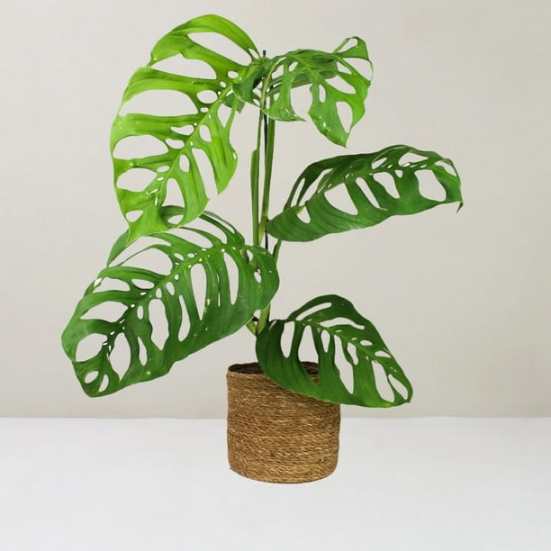 philodendron erubescens prince of orange Philodendron erubescens 'Prince of Orange' main image 1