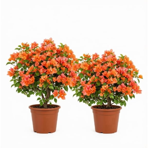 Bougainvillea 'Sundown' Starter Plants - Set of 2, Vivid Orange Bracts, Full Sun, USDA Zones 9-11, Ships Bare Root, No Pot