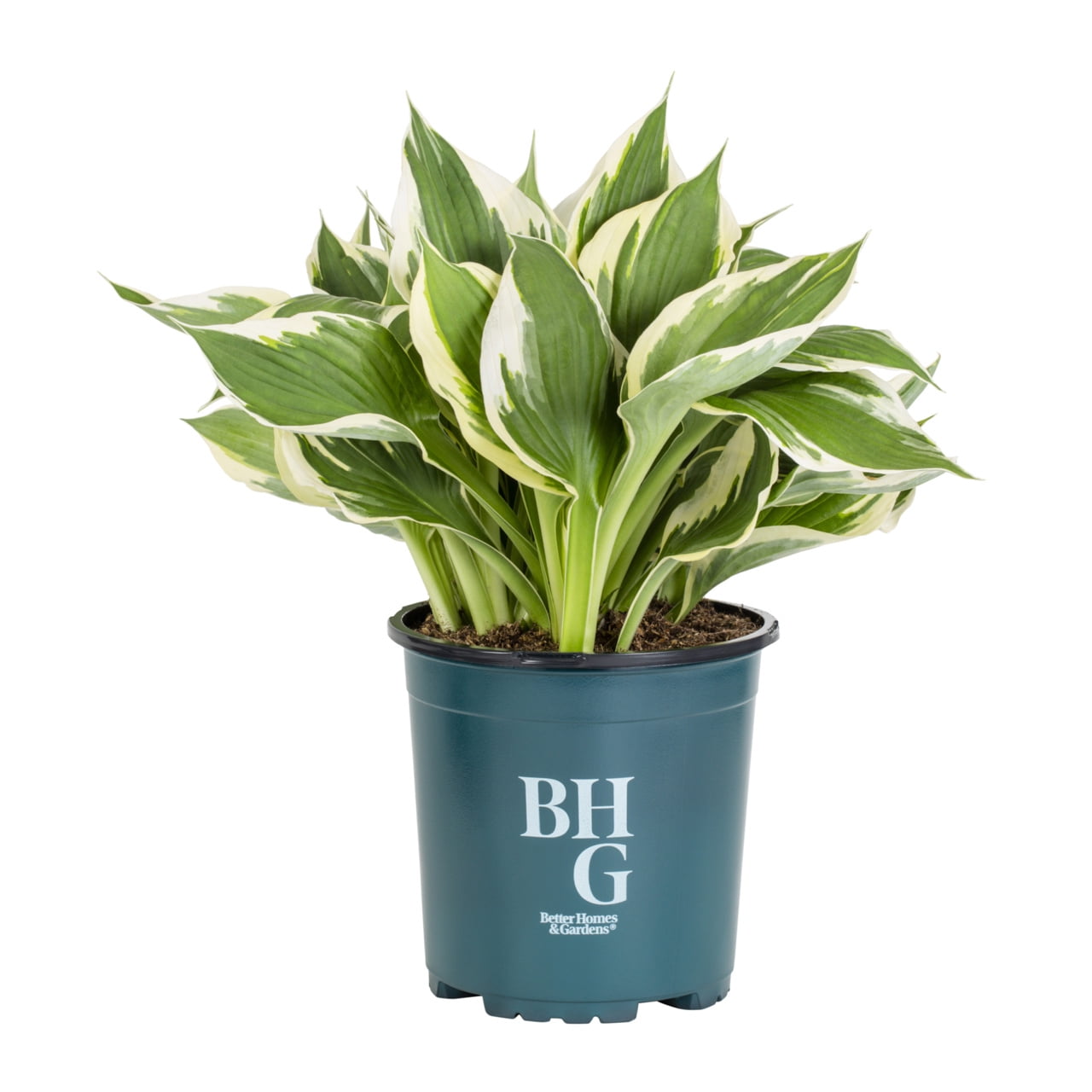 Better Homes & Gardens White Variegated Hosta Live Perennial Plant for Shade, 3-Pack