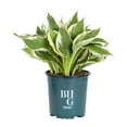 thumbnail image 2 of Better Homes & Gardens 2QT White Variegated Hosta Live Perennial Plant Shade 3-Pack, 2 of 9