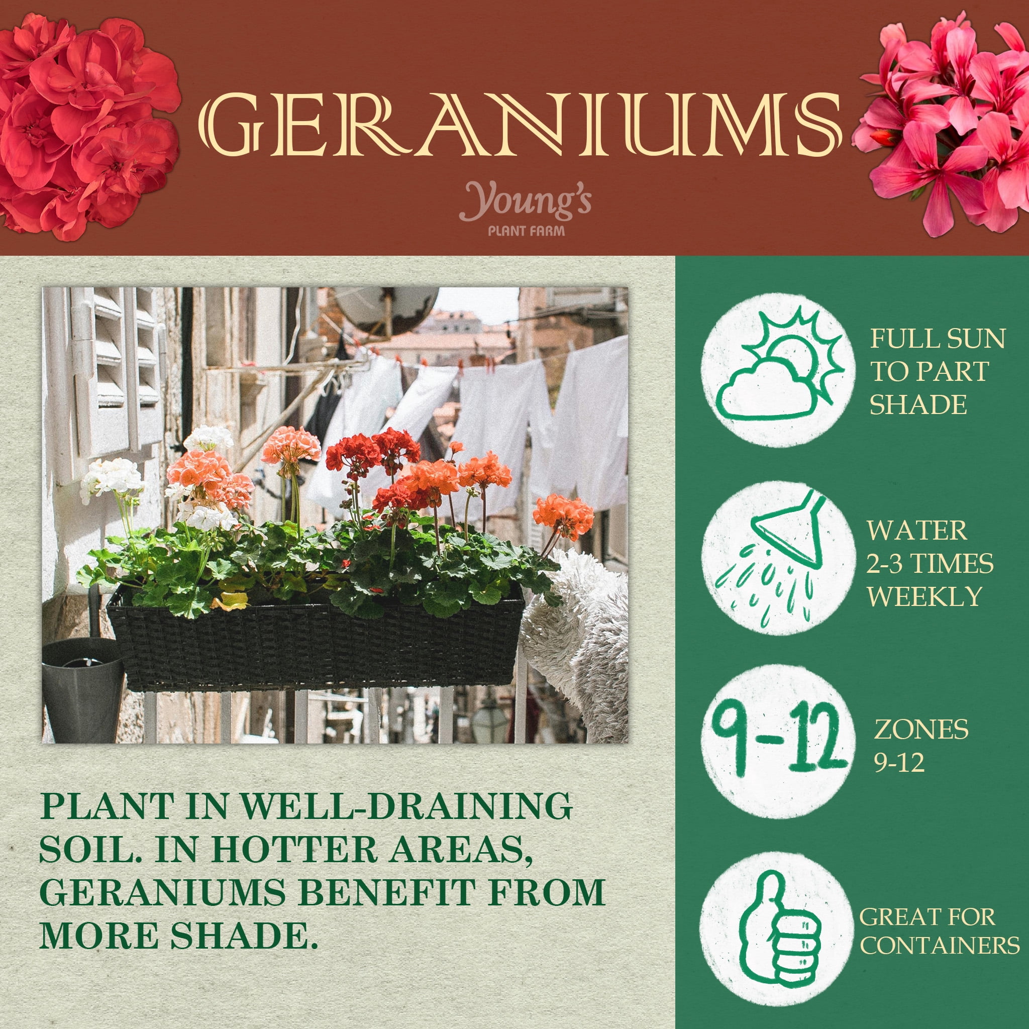 Expert Gardener 1.5 Gal Red Geranium Hanging Basket Live Annual Plant, Full Sun