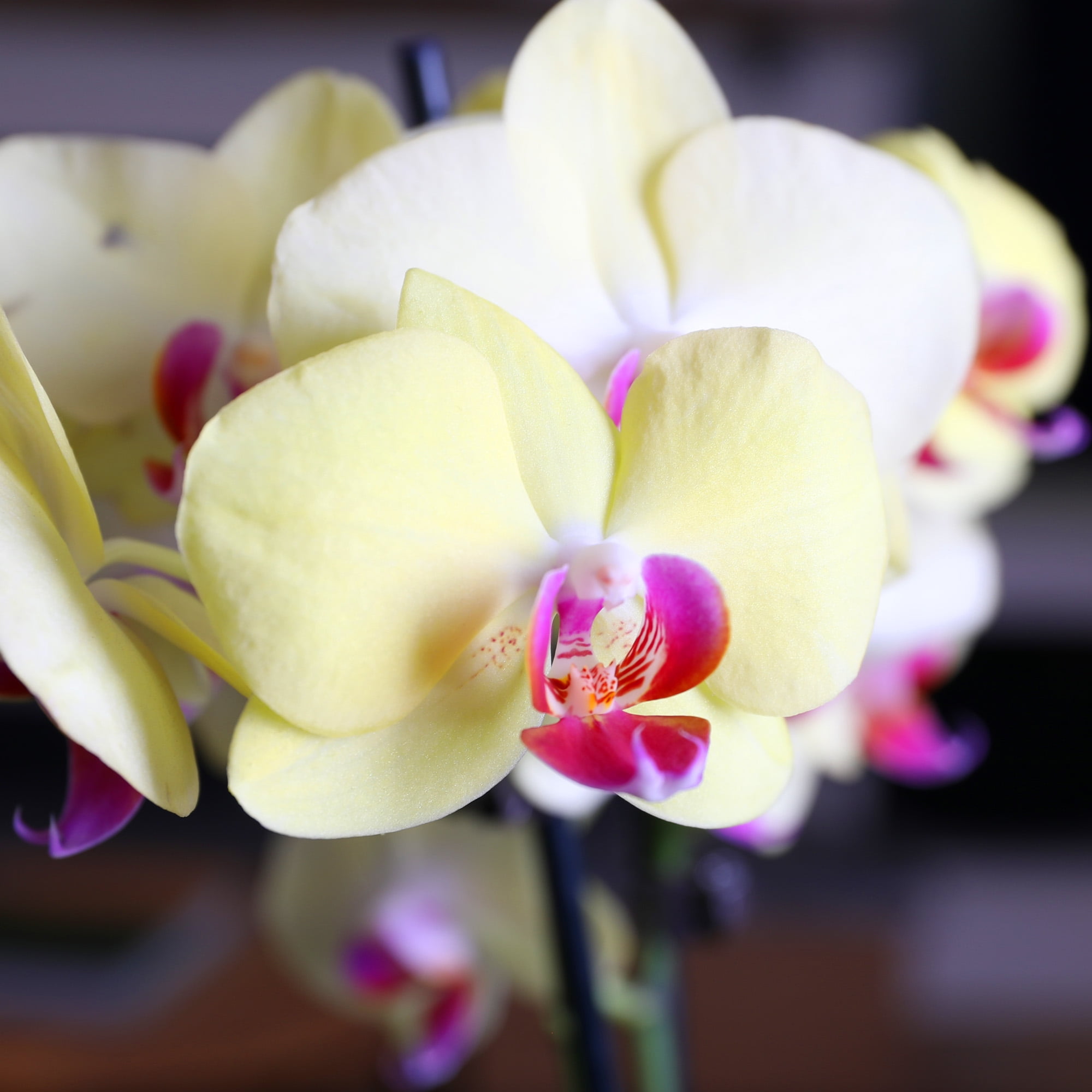 Just Add Ice 16-30" Yellow and Purple Premium Orchid Live Plant in 5" White Ceramic Pot, House Plant