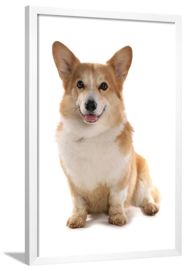 Welsh Corgi Pembroke brass tablet with image of a dog Art Dog USA