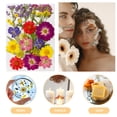 thumbnail image 4 of Kit de hojas y flores secas prensadas reales adecuado para fundas de teléfono de resina Nail Art Wdftyju  Para estrenar, 4 of 9