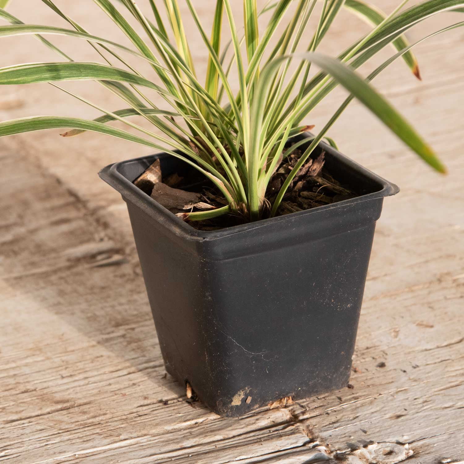 Expert Gardener Variegated Liriope 'Lily Turf' - 18 Pk (3.25 in. Pots) Groundcover - Full Sun to Part Sun Live Plant