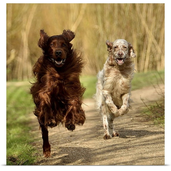 Great BIG Canvas Rene van Zon Poster Print entitled Happy Boys