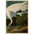 thumbnail image 2 of Audubon, John James 23x32 White Modern Wood Framed Museum Art Print Titled - Hooping Crane, 2 of 4