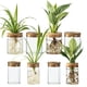 thumbnail image 1 of Set de 8 Floreros de Propagación de Plantas en Vidrio de Borosilicato, 1 of 9