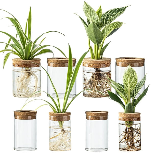 Set de 8 Floreros de Propagación de Plantas en Vidrio de Borosilicato