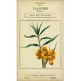 thumbnail image 2 of Vision Studio 10x14 White Modern Wood Framed Museum Art Print Titled - Linnaean Botany III, 2 of 4