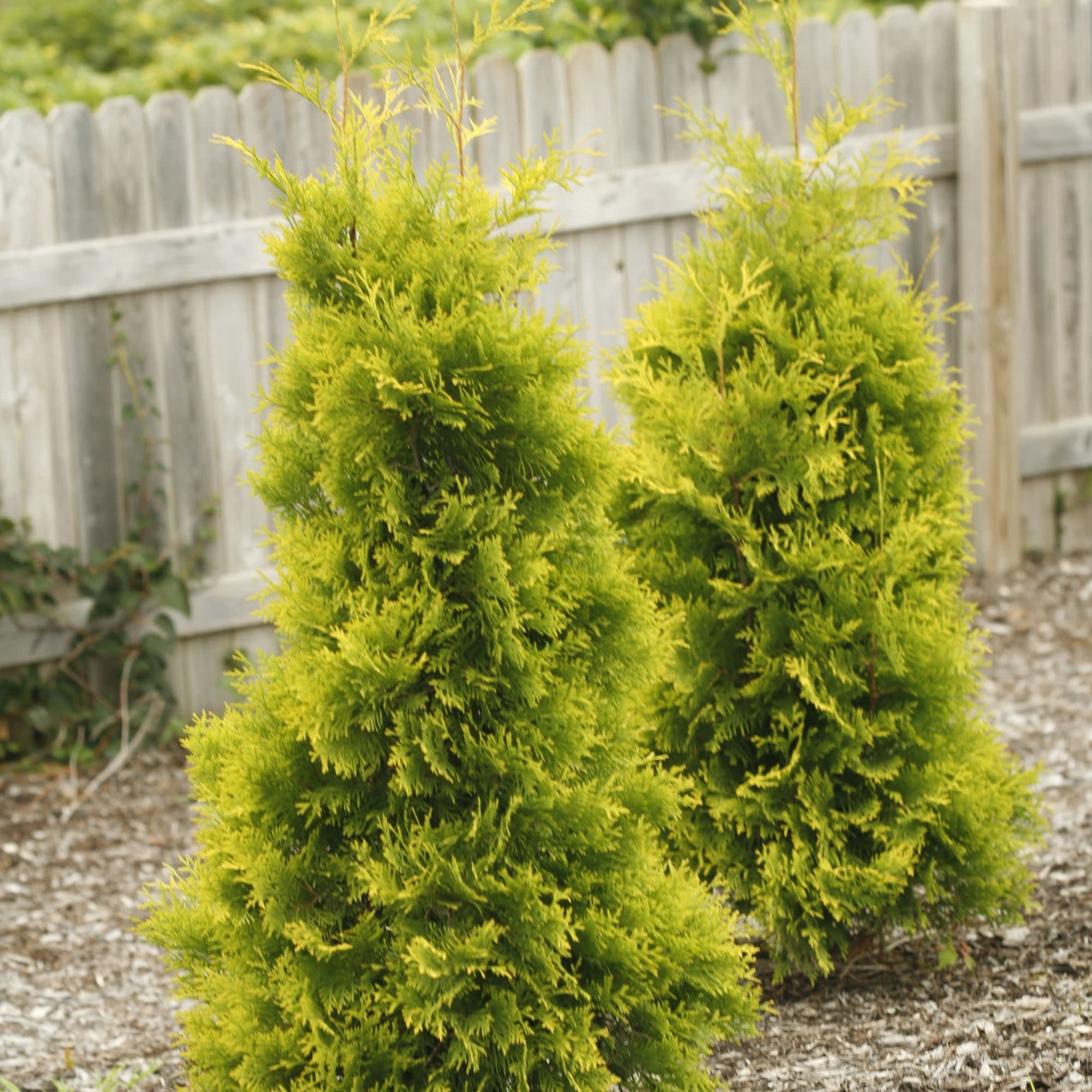Proven Winners ColorChoice 5" Yellow Polar Gold Arborvitae Live Plant in 4.5" Pot (4 Count)
