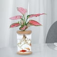 thumbnail image 3 of Florero transparente moderno, , soporte en , contenedor de plantas , flores 9cmx12.8cm, 3 of 7