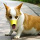thumbnail image 4 of Anti mordedura Forma de boca de pato Cubiertas de boca de perro Máscaras de bozal antillamadas Conjunto de boca de mascota Material de silicona a prueba de mordidas (Amarillo, L), 4 of 5