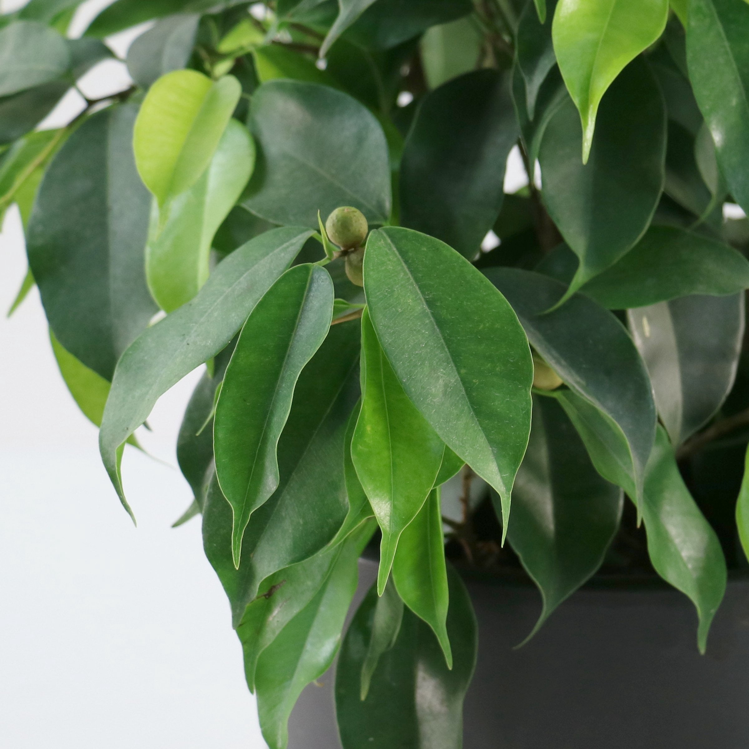 6 in. Ficus Spire Plant in Grower Container