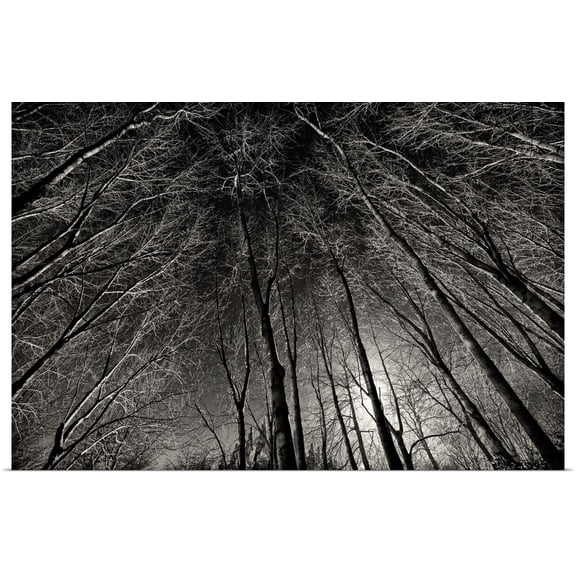 Great BIG Canvas | "Bare trees at night, Paris, France" Art Print - 30x20