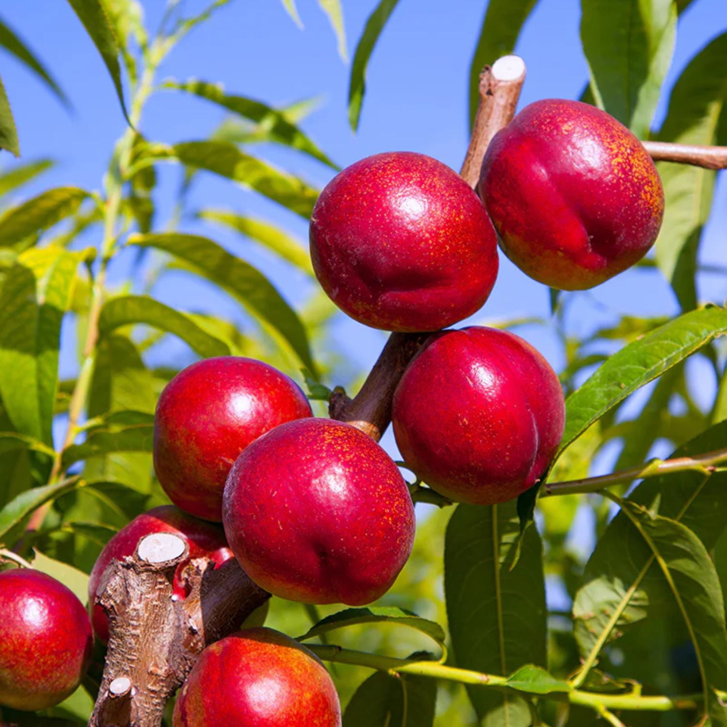 Expert Gardener 1-2 ft. tall Sun Red Nectarine Live Tree in 1-Gallon Grower Pot