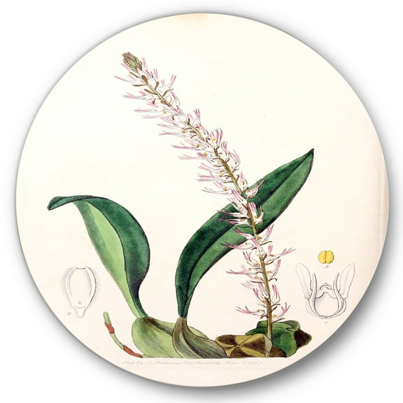 Designart 'Ancient London Plants V' Traditional Circle Metal Wall Art 36x36 - Disc of 36