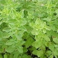 thumbnail image 2 of Italian Oregano | Two Live Herb Plants | Non-GMO, Mild Flavor, Dries Well, 2 of 5