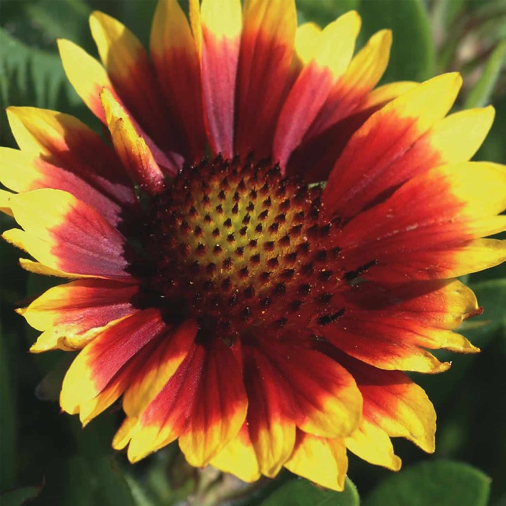 Arizona Series Gaillardia Flower Garden Seeds Sun 100 Seeds