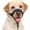 Blue, variant on BARKLESS Soft Dog Head Collar, Patented Padded No Pull Head Halter, Training Nose Leash with Safety Link for Medium Large Dogs, Adjustable Muzzle Leash, Easy Control for Walking(Black, M)