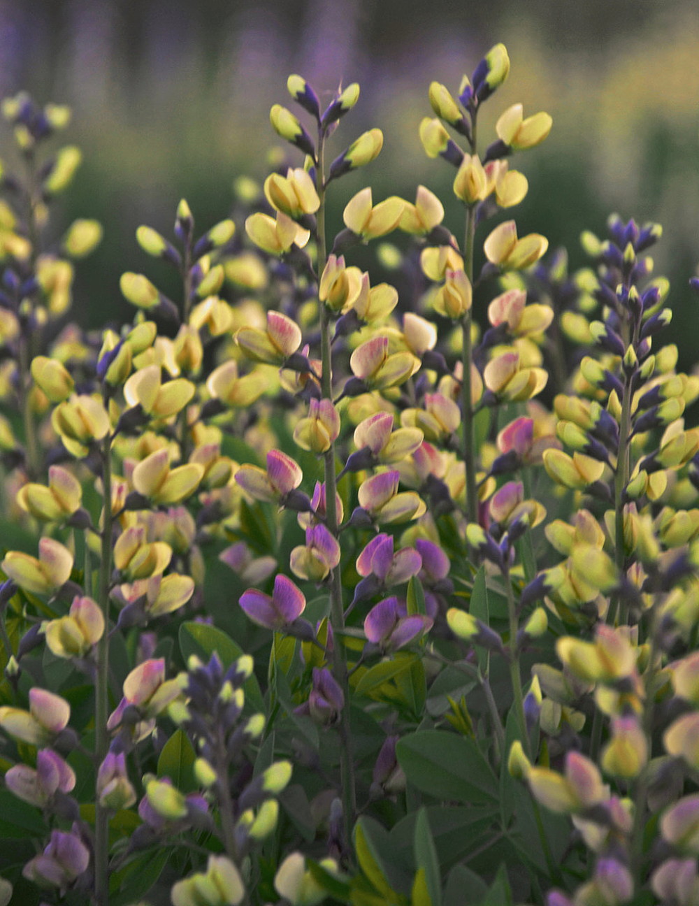 Decadence® Pink Lemonade Baptisia False Indigo Proven Winners