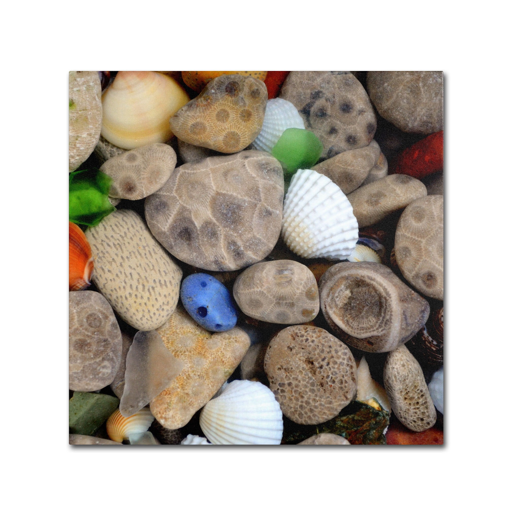 Trademark Fine Art "PetoskeyStones V" Canvas Art by Michelle Calkins