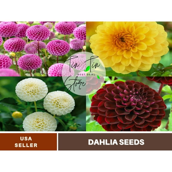 40 Seeds-Pompon Dahlia Mix Seeds-#D034-Authentic Seeds-Flowers-Seeds-Rose seeds-Herb seeds-Vegetable Seeds-Mix Seeds for Plant- B3G1