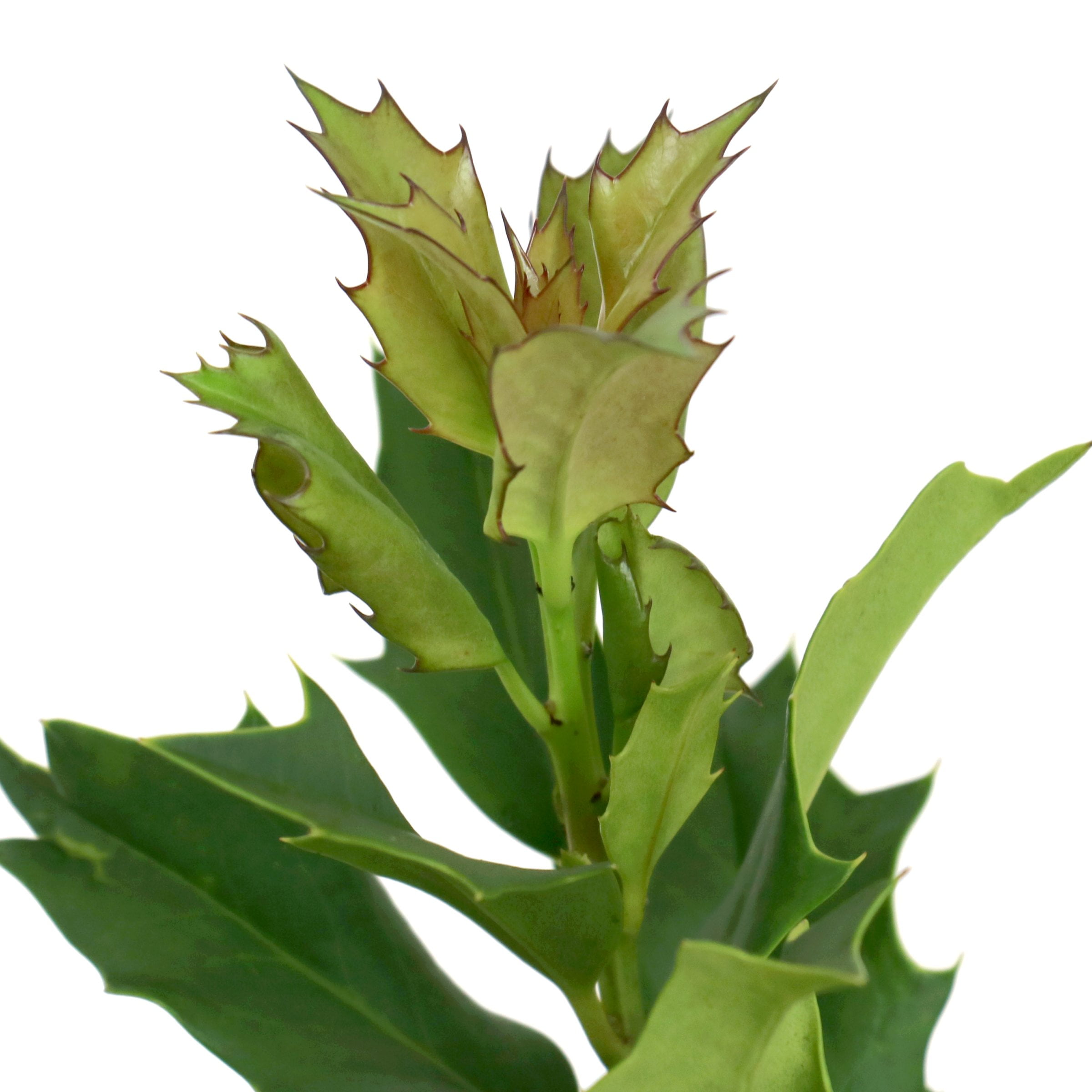 National Plant Network 3 gal. Ilex Green Flame Shrub