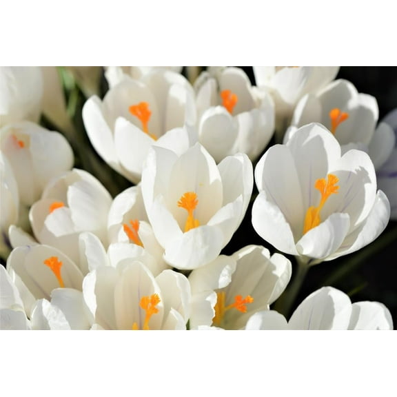 Peter Pan White Crocus Bulbs for Planting - Perennial Garden Flowers (10 Bulbs)