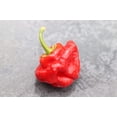 thumbnail image 3 of 40 Seeds Red JAMAICAN HOT PEPPER Capsicum Annuum Scotch Bonnet Vegetable Seeds, 3 of 9