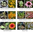 thumbnail image 7 of Earth Science Growing 2lb Perennial Wildflower Mix Flower Seeds, 7 of 7