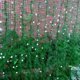 thumbnail image 3 of Red De Patio Millipore Net Climbing Frame Red de jardinería Valla para plantas Dispositivos antipájaros Sywqhk Libre de BPA, 3 of 7