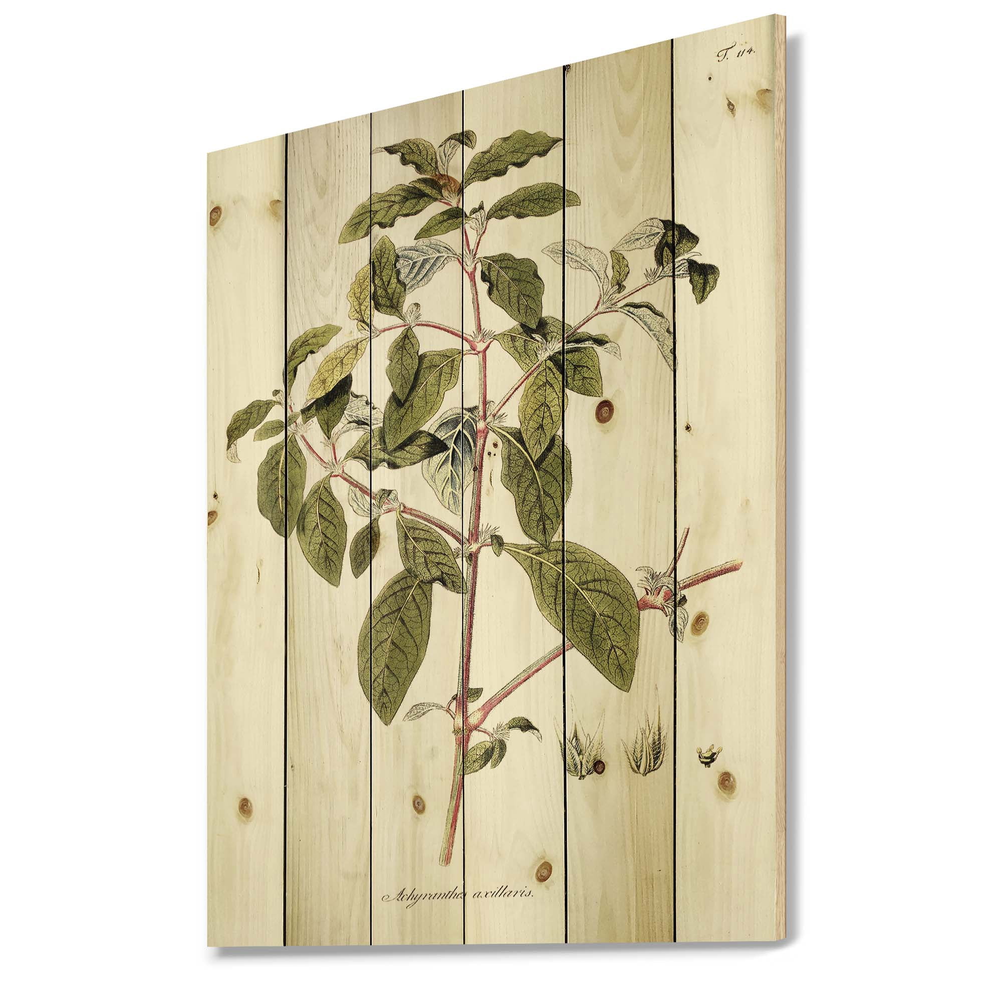 Designart 'Ancient American Flora IV' Traditional Print on Natural Pine Wood