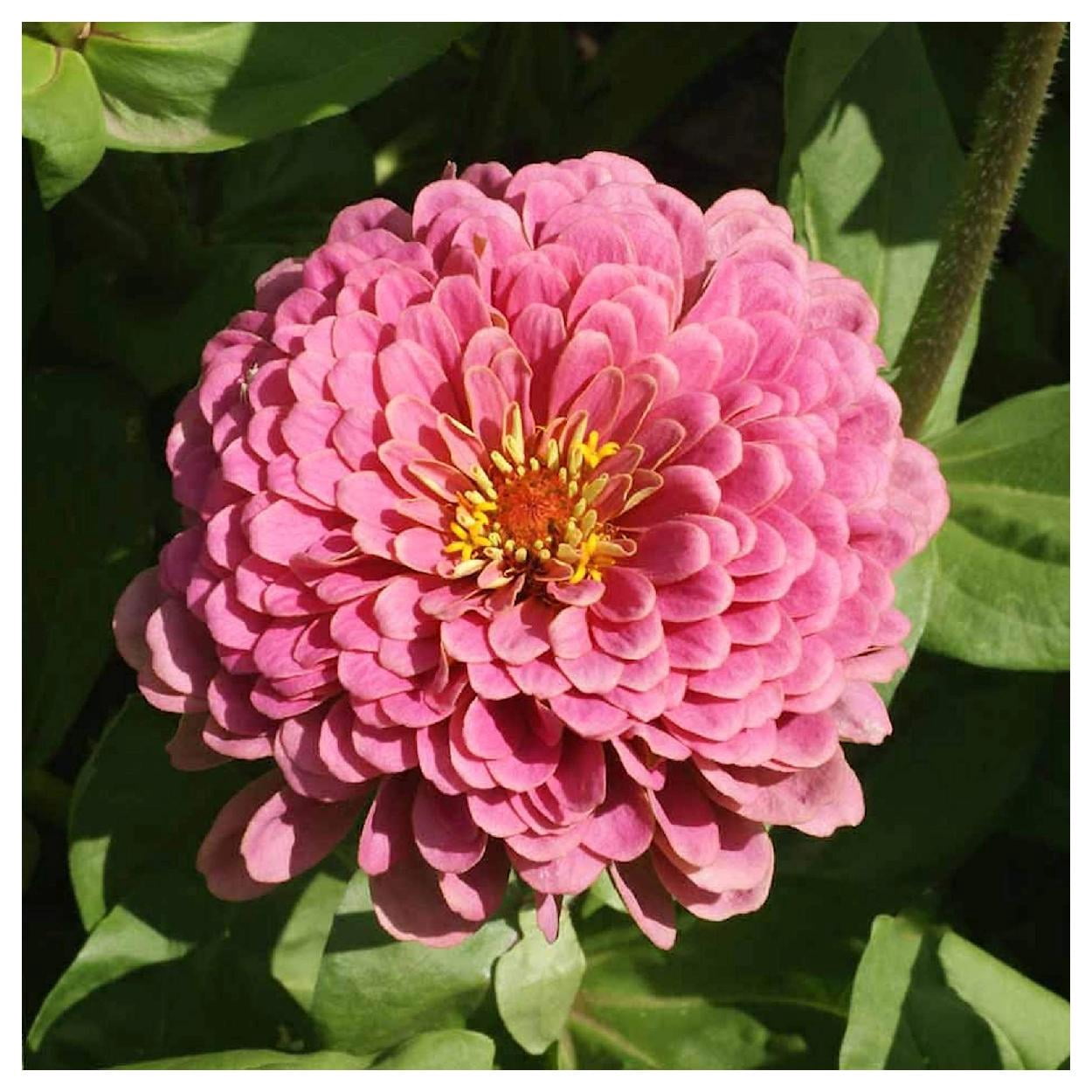Everwilde Farms - 1 lb Luminosa Zinnia Garden Flower Seeds - Gold Vault Bulk Seed Packet