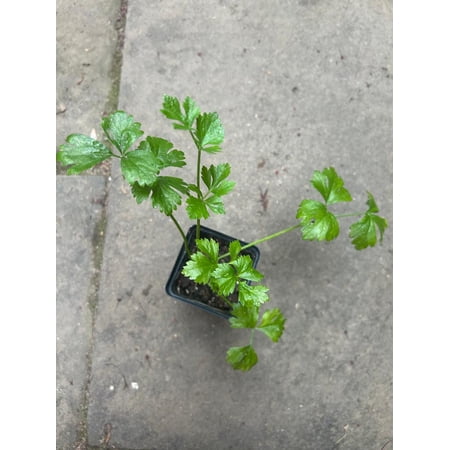 Celeriac Live Plants in 2.5" Growers Pots (4 Count)