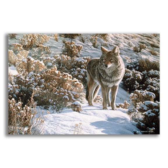 Epic Art 'Winter Sage-Coyote' by Ron Parker, Acrylic Glass Wall Art, 16"x12"