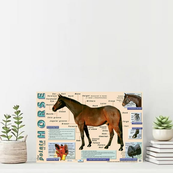 The Points Of The Horse Knowledge Poster 11 x 17 Inch Poster