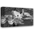 thumbnail image 1 of Erin Berzel 40x28 Gallery Wrapped Canvas Wall Art Titled - Dogwood Blossoms I BW, 1 of 4
