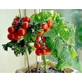 thumbnail image 2 of Bonsai Tiny Tim Tomato Seeds - 50+ Seeds - Grow Indoor Exotic Edible Bonsai Vegetables - Made in USA. Ships from Iowa, 2 of 4