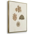 thumbnail image 3 of Knorr Shells & Coral VI - Framed Premium Gallery Wrapped Canvas L Frame 3 Piece Set - Ready to Hang, 3 of 9