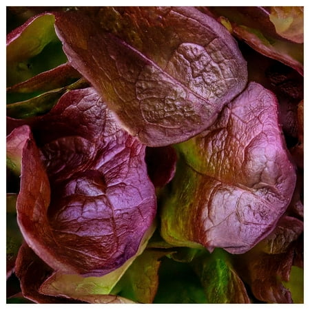 Everwilde Farms - 1 lb Organic Rouge de Hiver Romaine Lettuce Seeds - Gold Vault Bulk Seed Packet