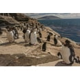 thumbnail image 2 of Illg, Cathy and Gordon 18x13 White Modern Wood Framed Museum Art Print Titled - Saunders Island Rockhopper penguins on cliff, 2 of 4